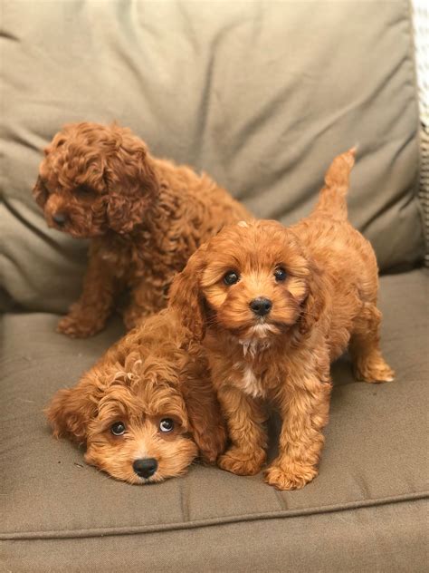 j'adorable poodles and doodles|j'adorable poodles for sale.